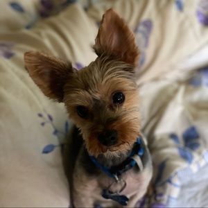 Meet your Posher, Bella